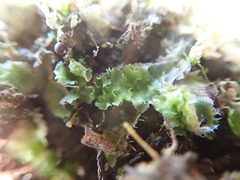 Fossombronia longiseta