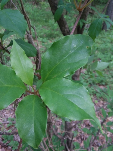 Image of Schisandra glabra by (c) Will McFarland, some rights reserved (CC BY)