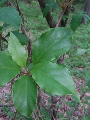 Schisandra glabra