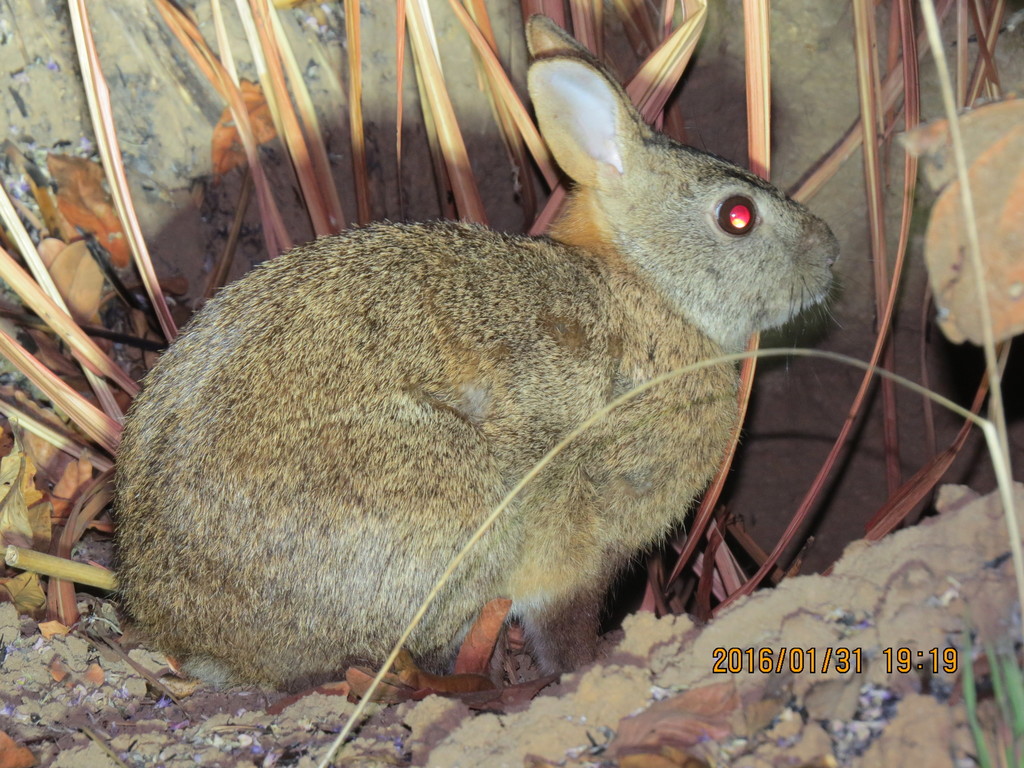 Bunyoro Rabbit