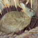 Bunyoro Rabbit - Photo (c) thierryachinkoproject, some rights reserved (CC BY-NC), uploaded by thierryachinkoproject