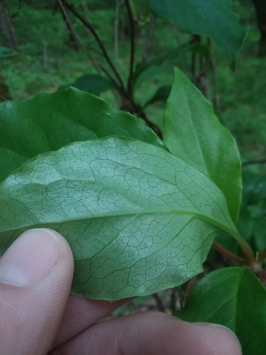 Image of Schisandra glabra by (c) Will McFarland, some rights reserved (CC BY)