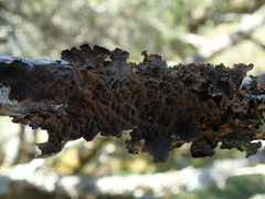 Lobaria anthraspis