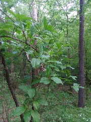 Schisandra glabra