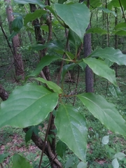 Schisandra glabra