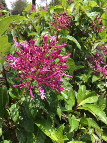 Fuchsia paniculata