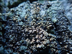 Hypocenomyce scalaris