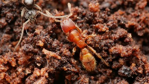 盲刺猛蚁属Typhlomyrmex