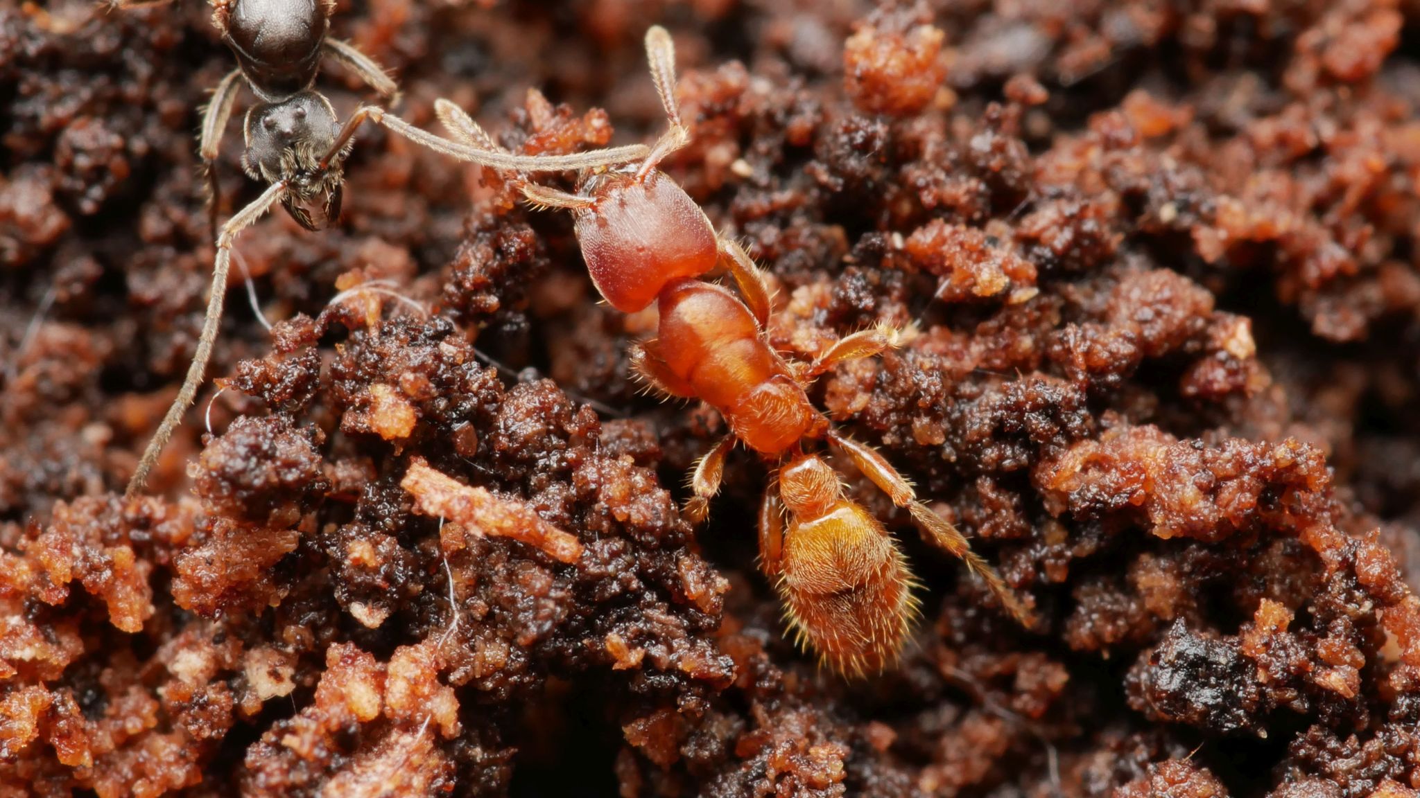 Typhlomyrmex rogenhoferi