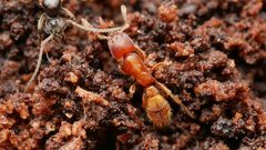 Typhlomyrmex rogenhoferi