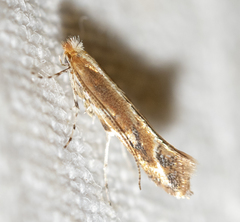Cameraria quercivorella