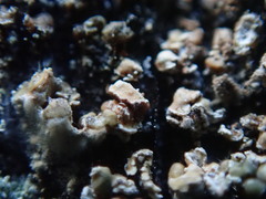 Hypocenomyce scalaris