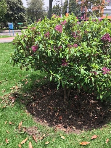 Fuchsia paniculata