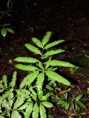 Pteris pungens