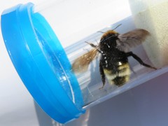 Bombus vestalis