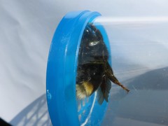 Bombus vestalis