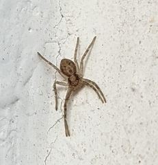 Philodromus