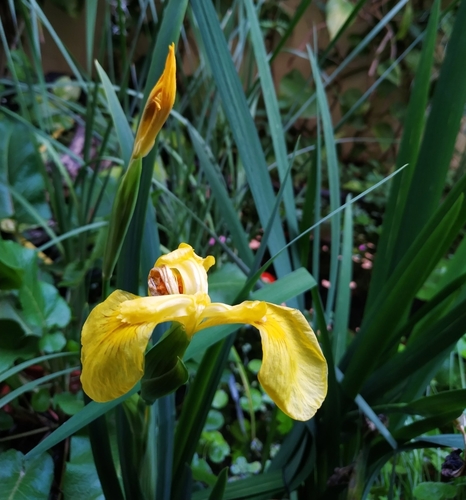 Avistamiento Lirio amarillo (Iris pseudacorus, Mezquita)