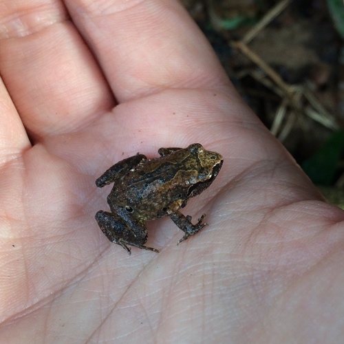 Arthroleptis wahlbergii