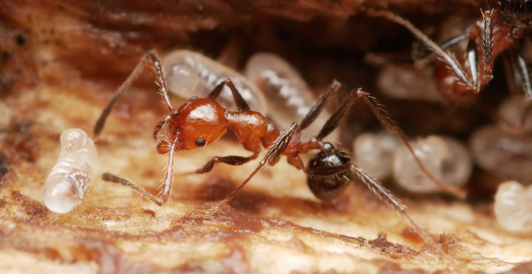 Pheidole biconstricta