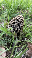Morchella esculenta umbrina