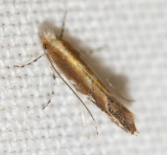 Cameraria quercivorella