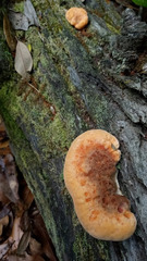 Piptoporellus soloniensis