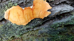 Piptoporellus soloniensis