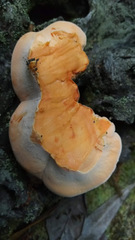 Piptoporellus soloniensis