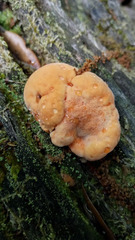 Piptoporellus soloniensis