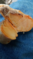 Piptoporellus soloniensis