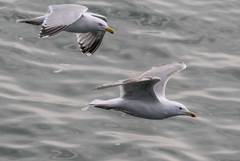 Larus argentatus × cachinnans