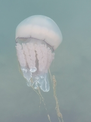 Dactyliophorae
