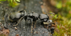 Procryptocerus