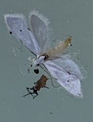 Eucalantica polita