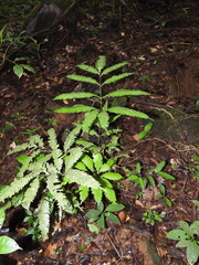 Pteris pungens