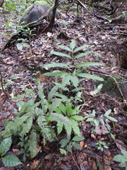 Pteris pungens