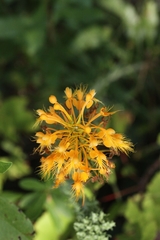 Platanthera chapmanii