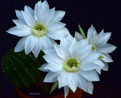 Echinopsis subdenudata