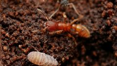 Typhlomyrmex rogenhoferi