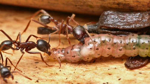 Labidus praedator