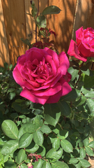 Rosa