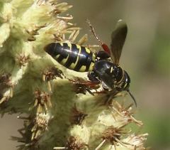 Myzinum carolinianum