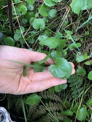 Centella uniflora