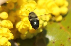 Osmia lignaria