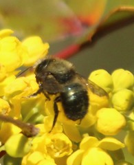Osmia lignaria