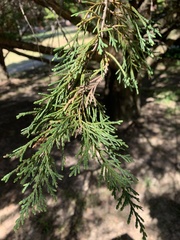 Cupressoideae