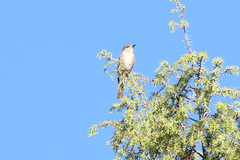 Muscicapa striata tyrrhenica
