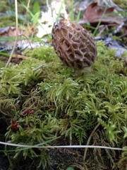 Morchella norvegiensis