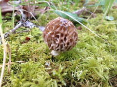 Morchella norvegiensis